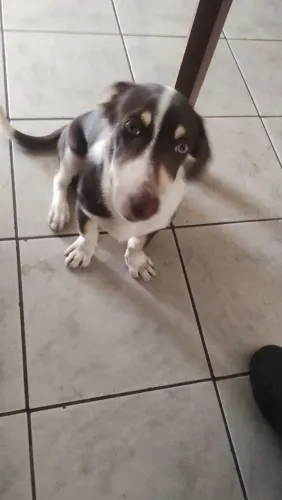 Cachorro mestiço