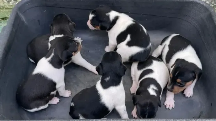 o cachorro do mascara , lindos filhotes