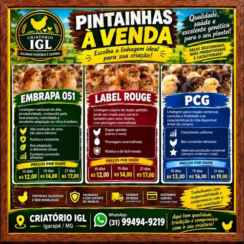 Pintinhas