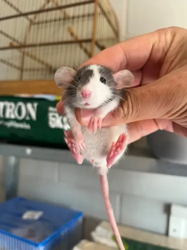 Ratos Twister Dumbo e Standard