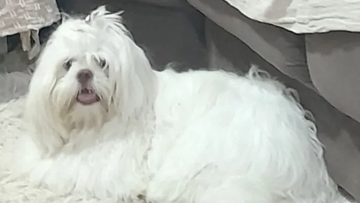Shih tzu branco