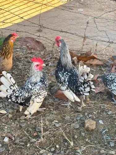 Frango Garnisé