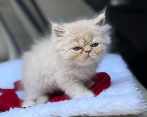 Gato persa fêmea disponível em 10x 