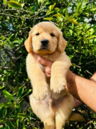 Golden retriever lindo, perfeito pera familia