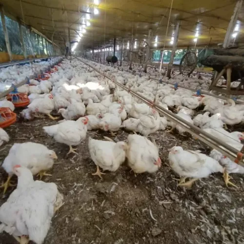 Cama de Frango / Esterco de Galinha / Adubo Orgânico / Adubo para Horta.