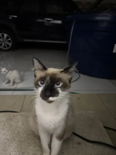 GATINHA FÊMEA ADOÇÃO URGENTE
