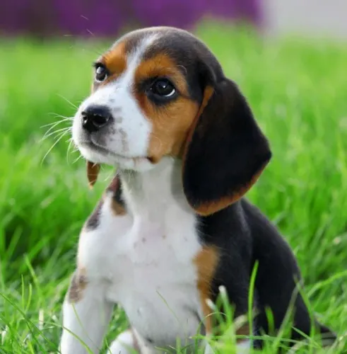 Beagle,adoravel orelhas longas