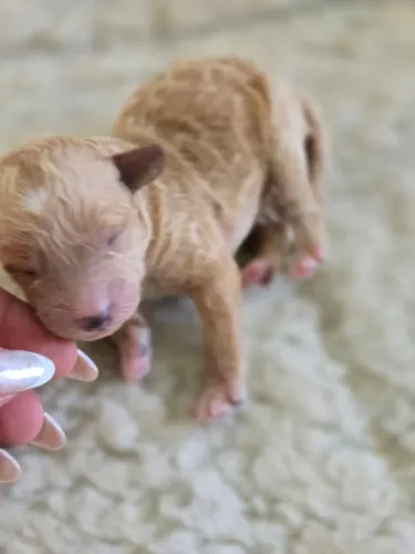 Poodle toy machinho