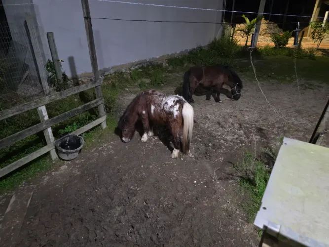 Vendo mini pônei fêmeas as duas por 4.000