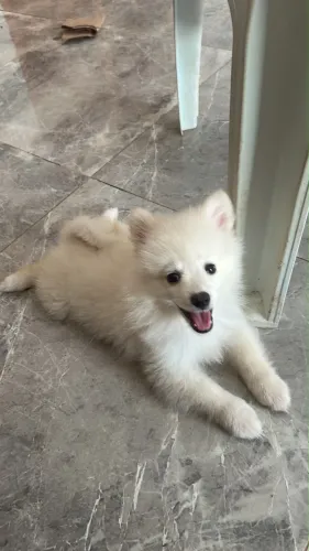 SPITZ ALEMÃO