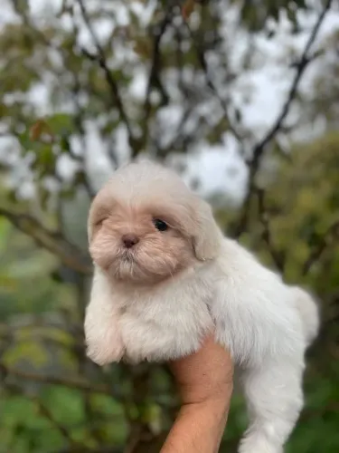 Belos shih Tzu