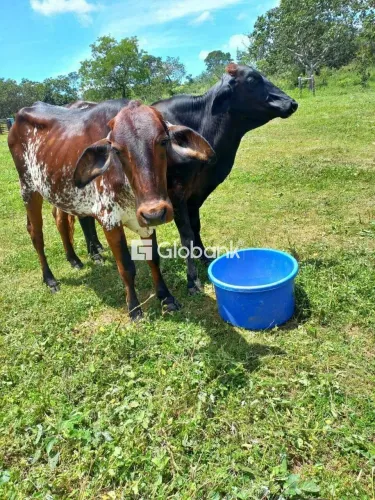 FAZENDA CORAÇÃO DE JESUS-MG
