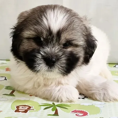 Filhotes de Shih Tzu Disponíveis