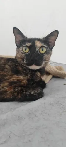 Gata escaminha adoção responsável