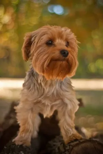 ? Ninhada de Yorkshire Terrier | Reserve Seu Filhote
