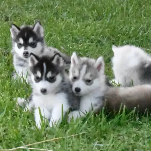 Filhotes de Husky Siberiano | Curiosidade cheia de graça.