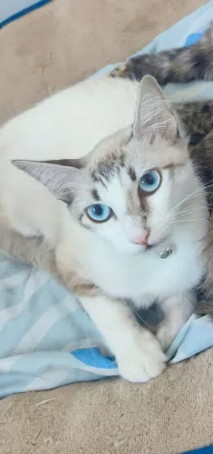 Doa-se essa gatinha de 8 meses.