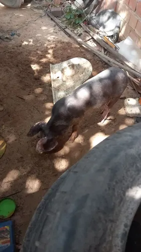 Porco pra vender