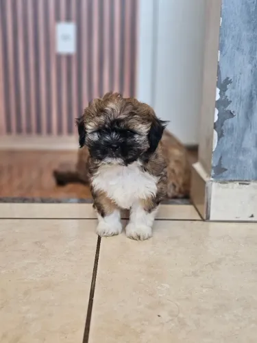 Shih-tzu macho filhote