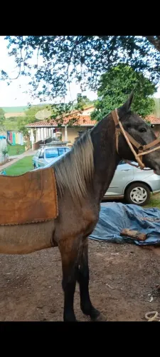Vendo potro mangalarga tordilho manso barato de confiança 