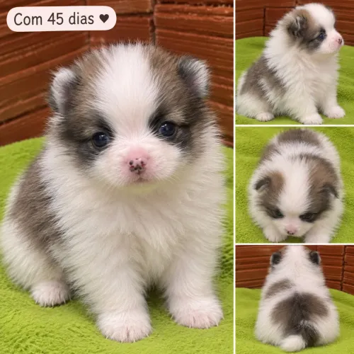 Lulu da pomerânia