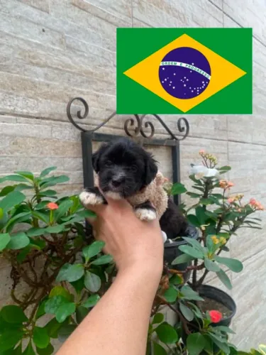 Shipoo caminha de brinde passo cartão e entrego vai Brasil