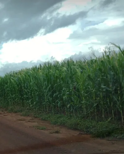 Vendo!!! fazenda de 2.500 hec. região Planalto da Serra - Nova Brasilândia MT