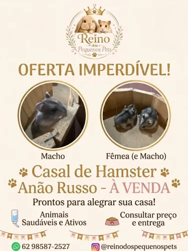 Filhotes de hamster anão russo