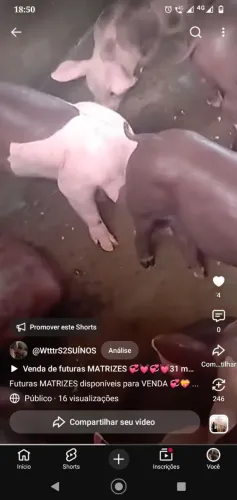 Suínos