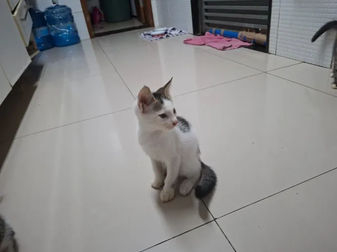 Gatinhos para Adoção/Doação 