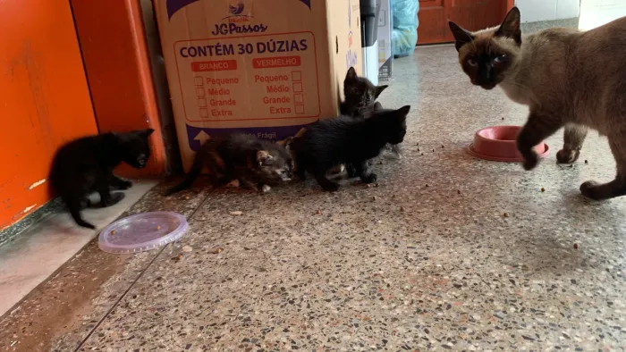 Gatinhos pra adoção