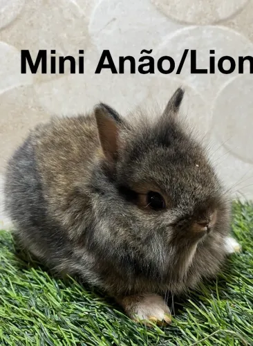 Mini coelho