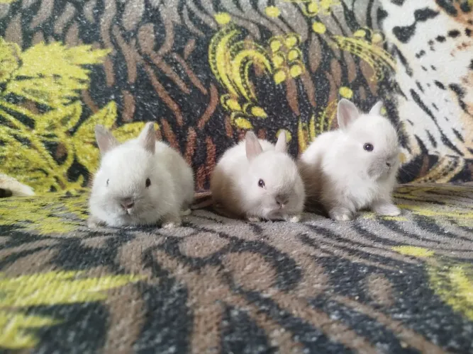 Vendo filhote de coelhos anão Netherlands o menor coelhos do mundo