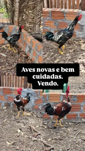 Disponíveis WhatsApp *
