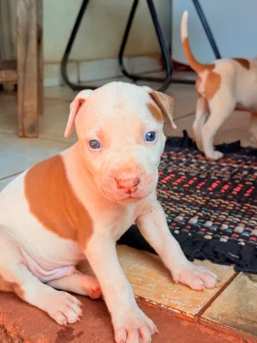 Pitbull 