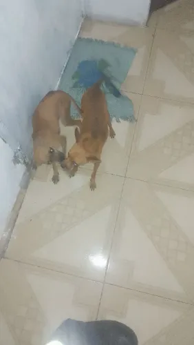 Doase dois Pincher machos porte pequeno