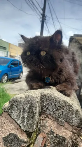 GATO MACHO PARA CRUZAR
