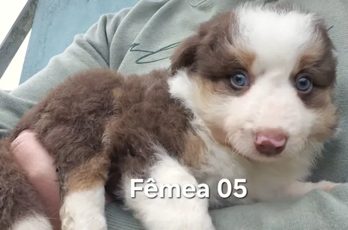 Border Collie filhotes!