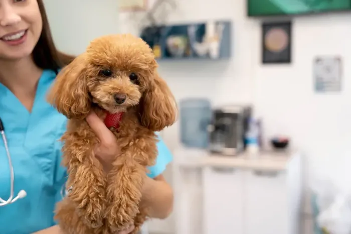 Pet Shop e Farmácia com Consultório Veterinário à Venda - Canoas/RS
