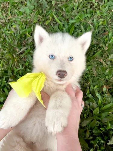 Husky Siberianos