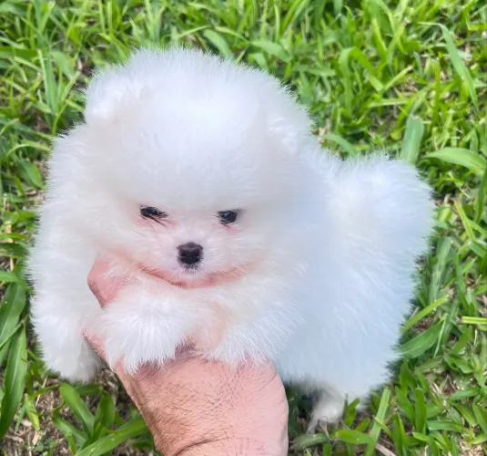 Lulu da Pomerania anão 