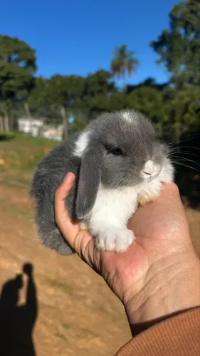Mini coelho 