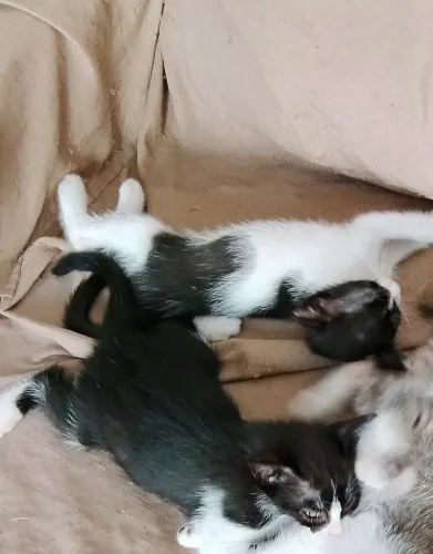 Gatos para adoção 
