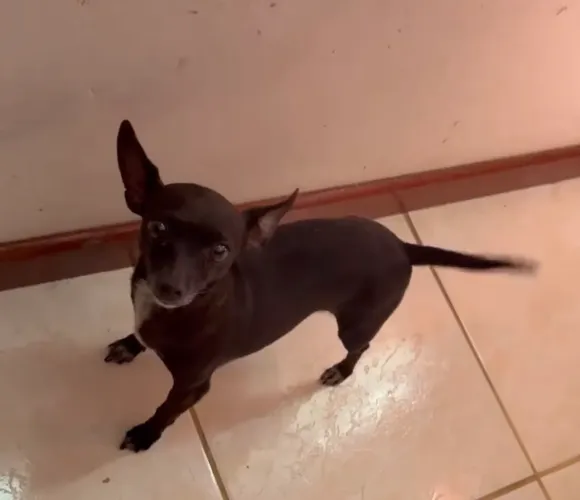 fêmea de Pinscher adulta