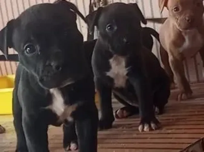 Doação de pitbull filhote - raça pura