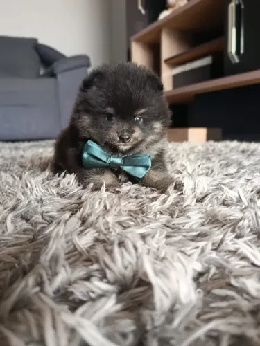 spitz alemão macho 