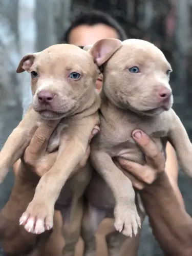FILHOTE PITBULL ORIGINAL 
