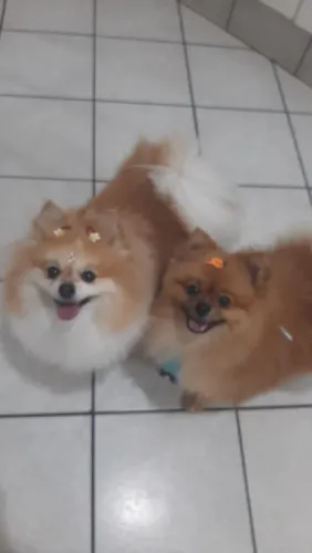 Lulu da Pomerânia