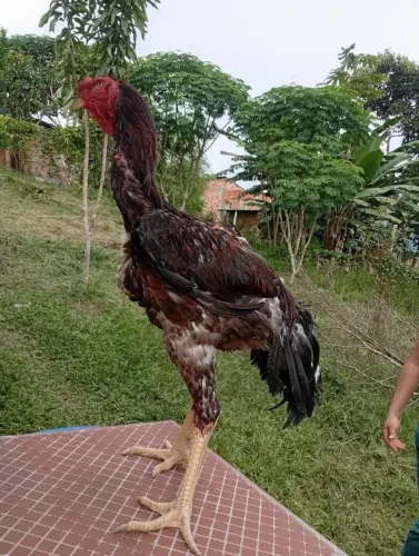 Galos e frangos Índio Gigante