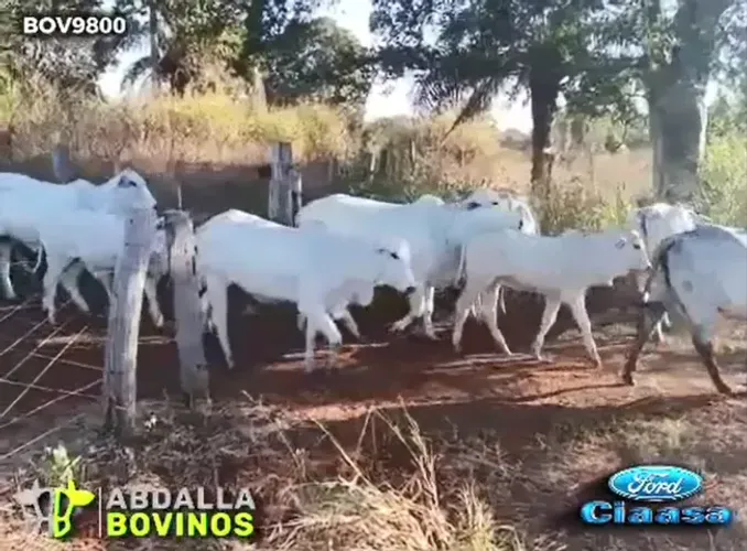 BOV9800 - 116 VACAS NELORE PARIDAS - MONTES CLAROS - GO